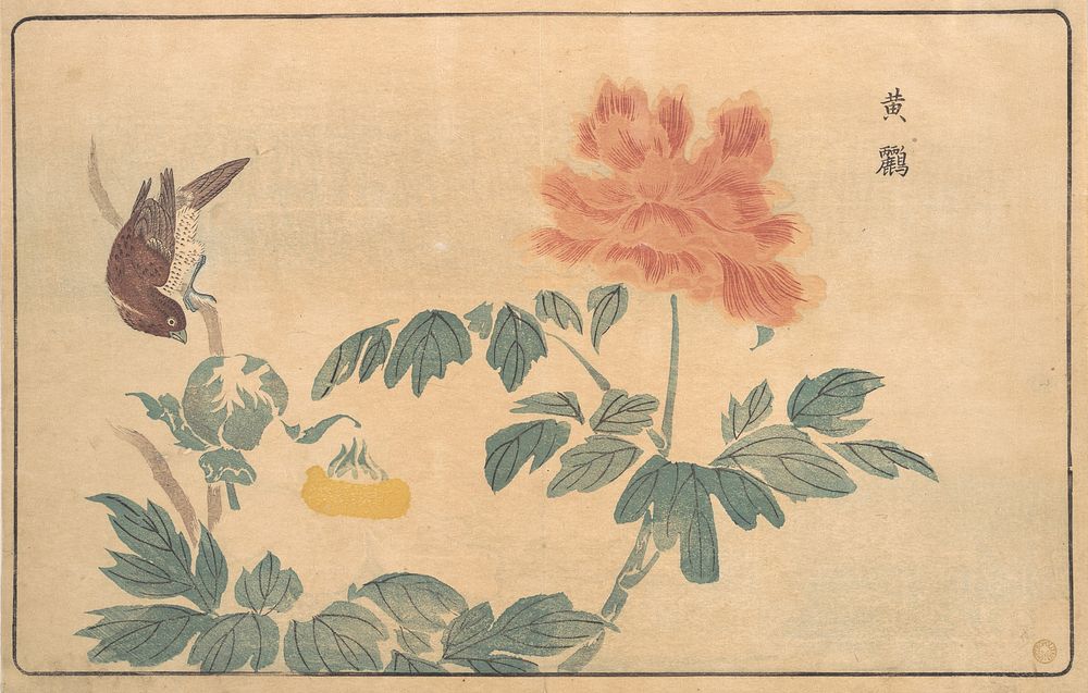 Chinese Oriole and Peonies