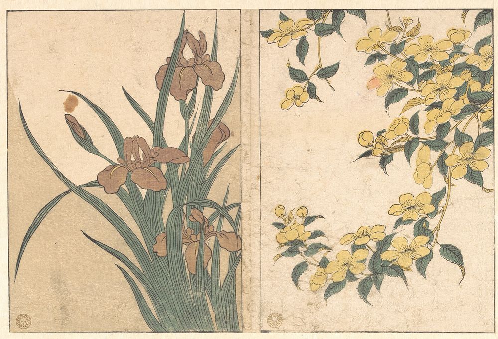 Cherry Blossoms and Irises, from the illustrated book Flowers of the Four Seasons by Utamaro Kitagawa (1754–1806)