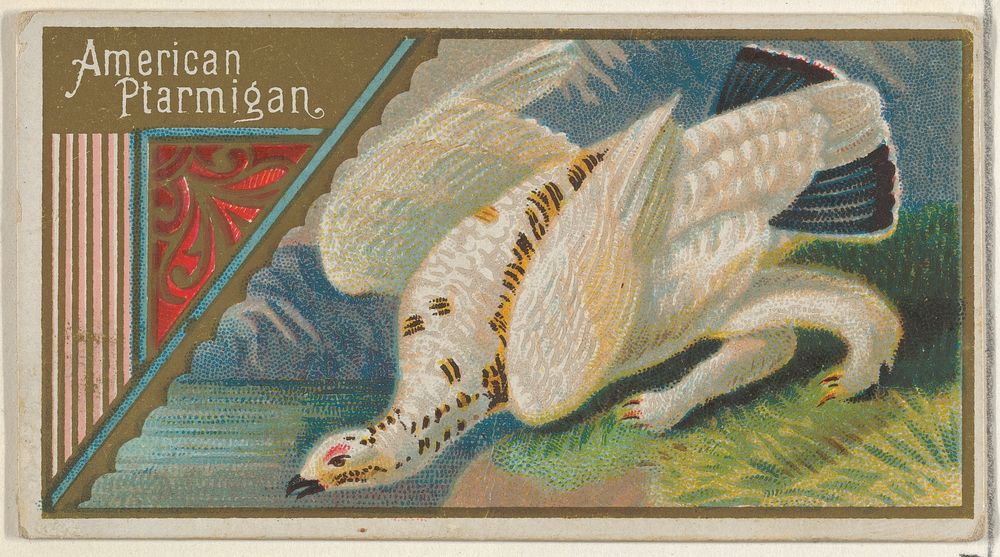 American Ptarmigan, from the Game Birds series (N13) for Allen & Ginter Cigarettes Brands issued by Allen & Ginter, George…