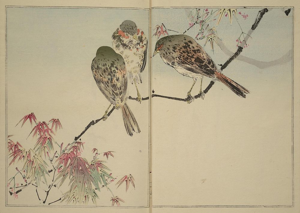 Picture Album of Birds and Flowers