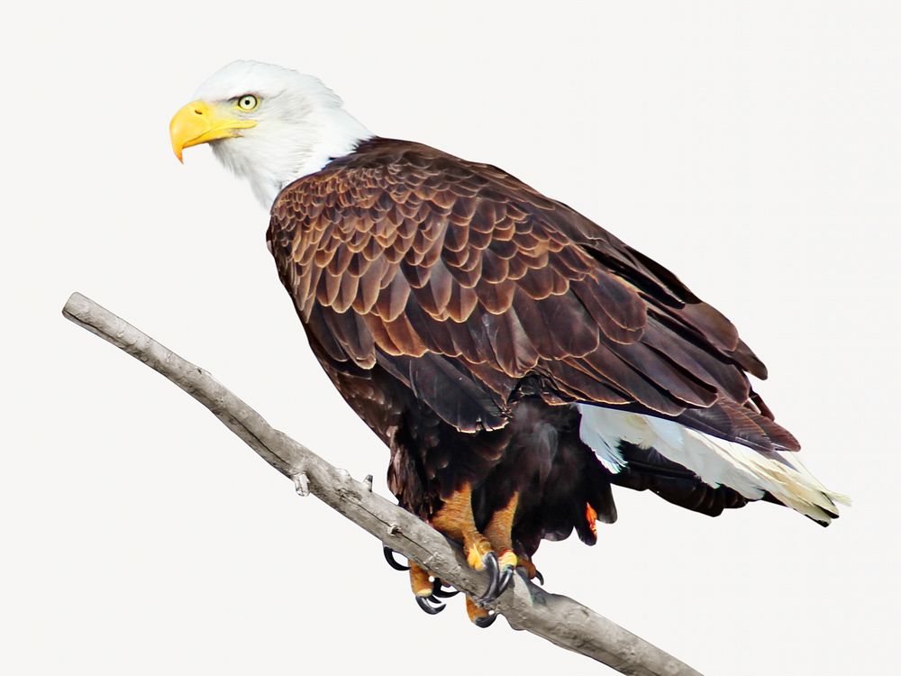 Bald eagle bird, isolated animal image