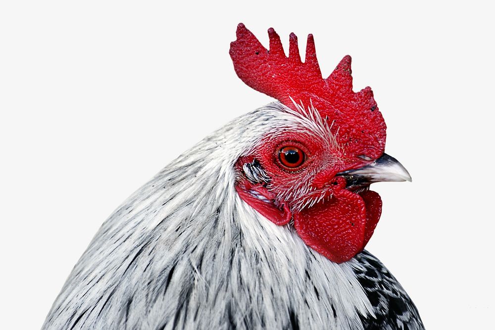 Barnyard hen, isolated animal image