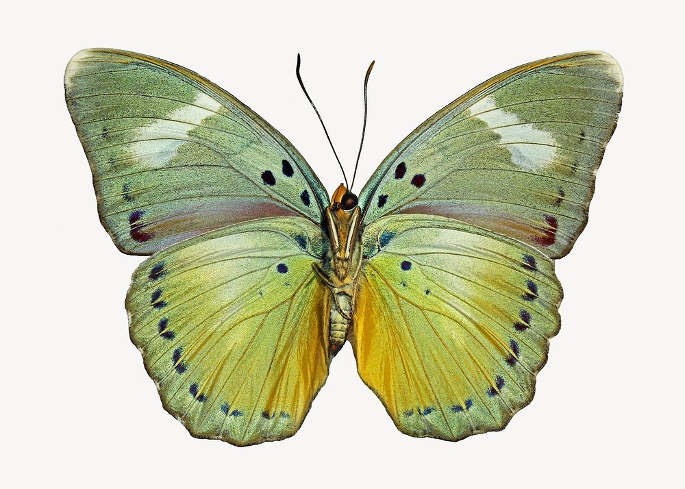 Vintage Euphaedra butterfly, insect illustration | Free Photo - rawpixel