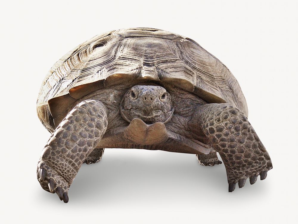 Desert turtle, isolated wild animal image