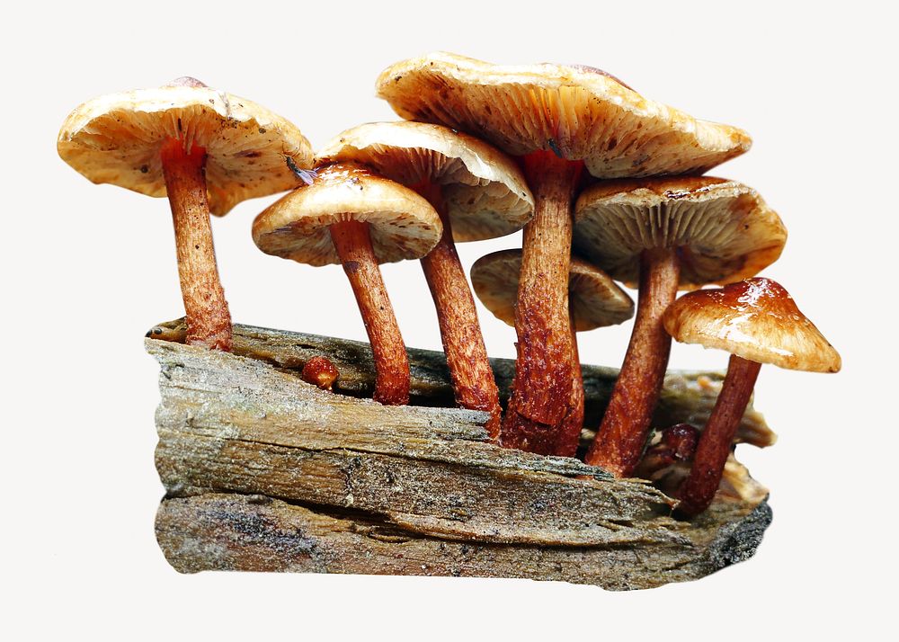 Wild mushroom, isolated image