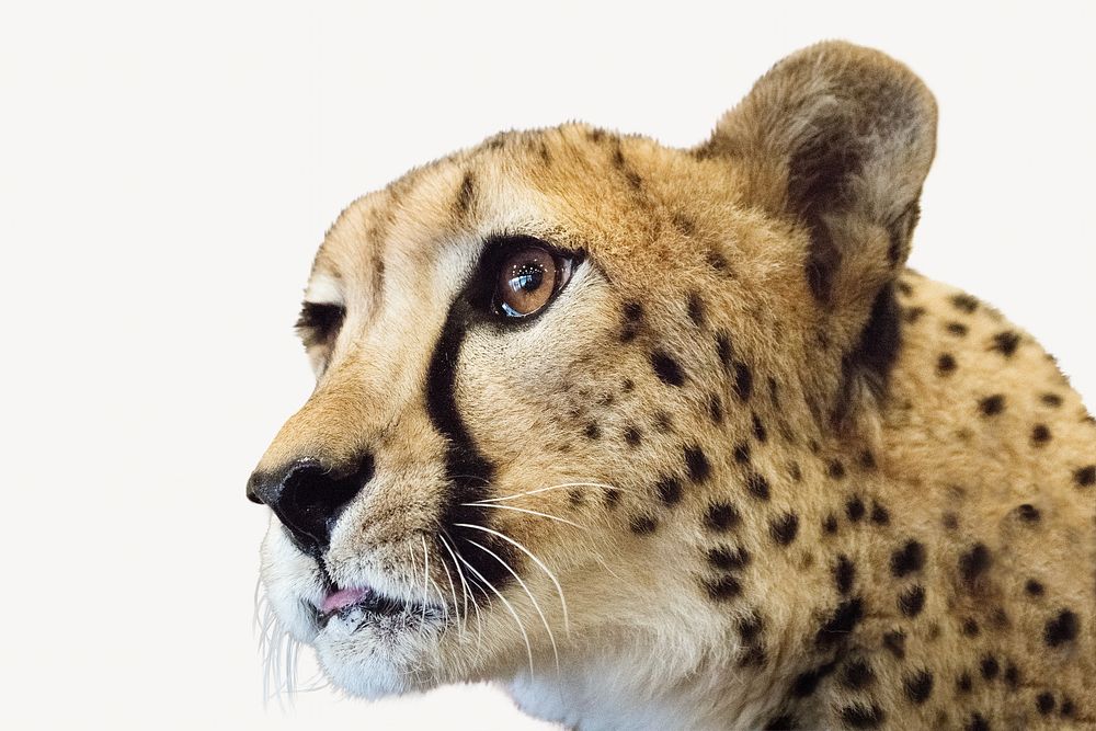 Jaguar, isolated wild animal image