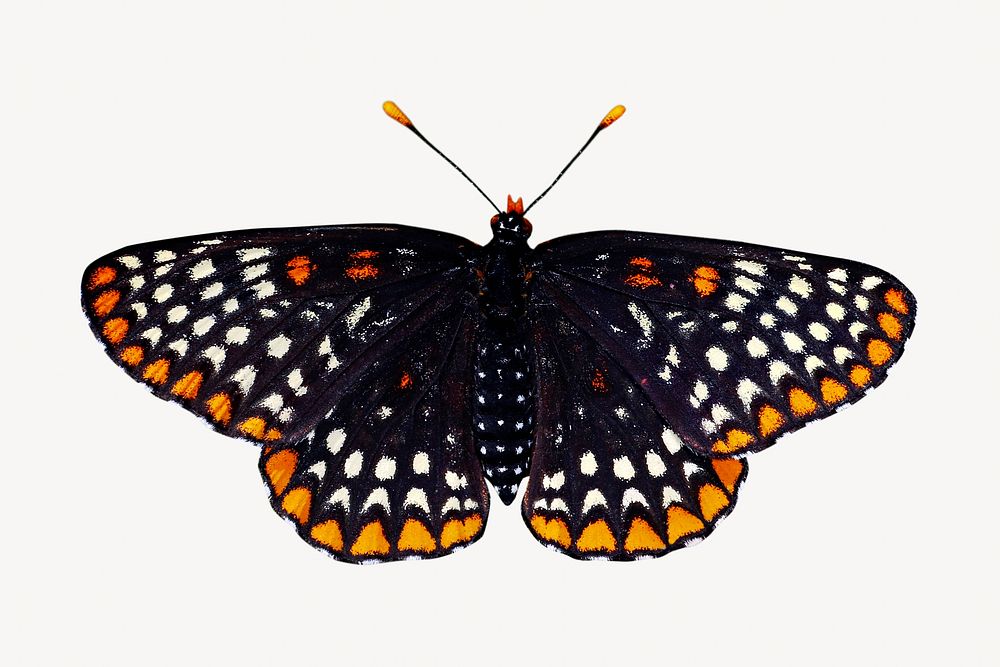 Vintage Baltimore checkerspot butterfly, insect illustration