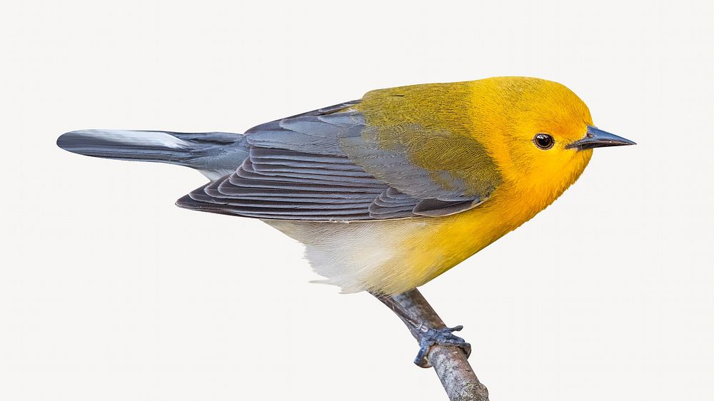 Prothonotary warbler bird, isolated animal image