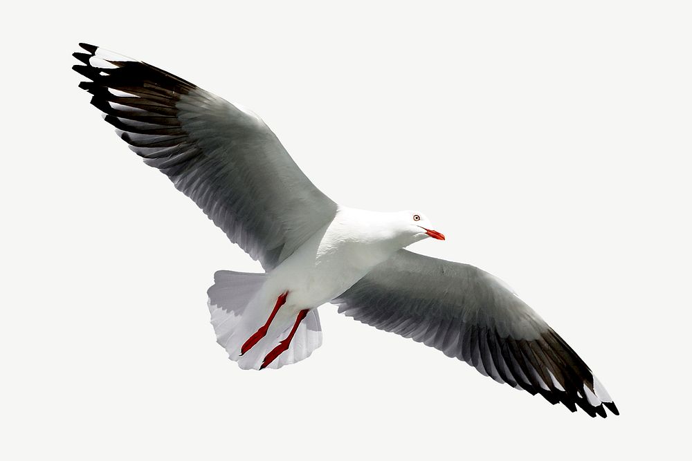Red-billed gull bird, animal collage element psd