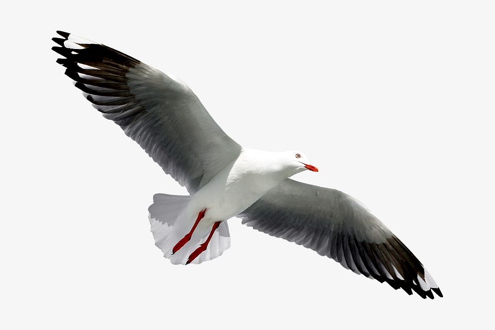 Red-billed gull bird, isolated animal image