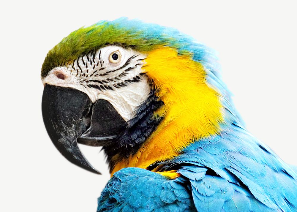 Blue-and-yellow macaw, animal collage element psd
