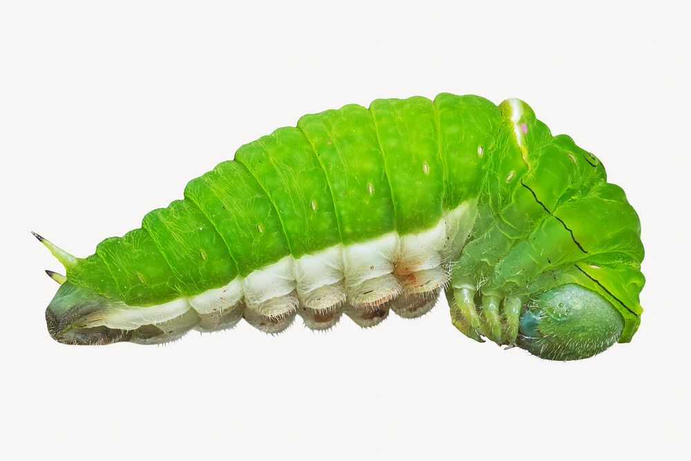 Caterpillar wormisolated animal image