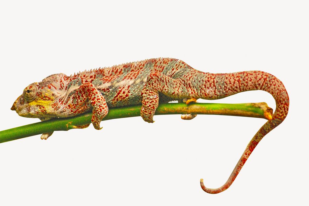 Chameleon, isolated wild animal image