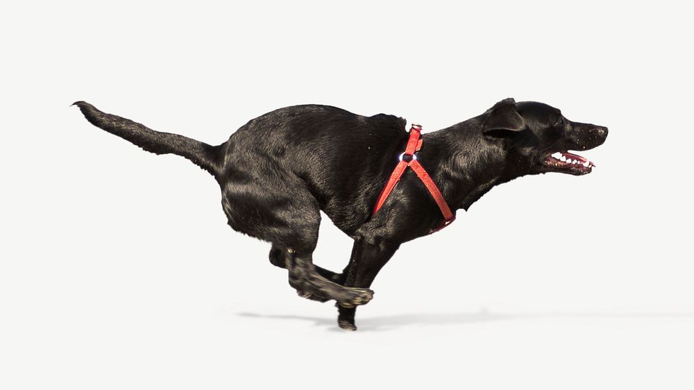 Labrador Retriever dog, pet animal collage element psd