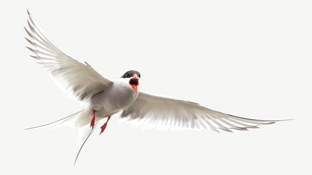 Arctic tern bird, animal collage element psd