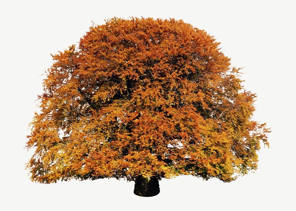 Beautiful Autumn tree, botanical collage element psd