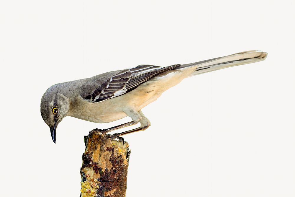 Northern mockingbird, isolated animal image