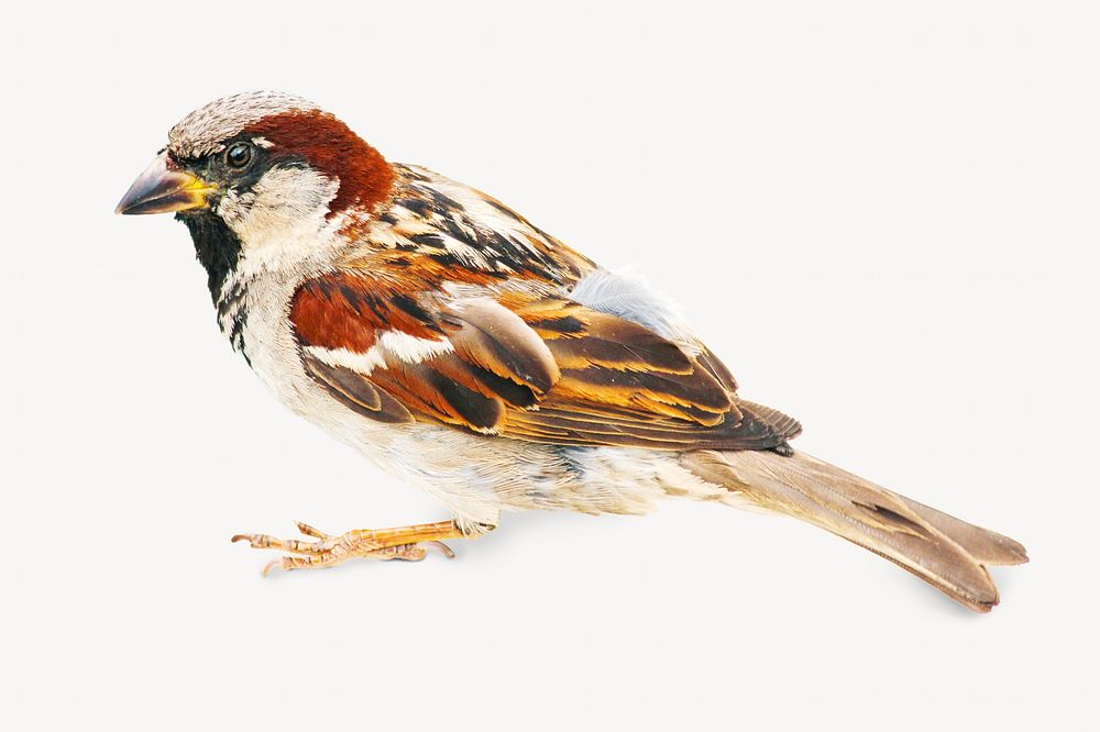 Sparrow bird, isolated animal image