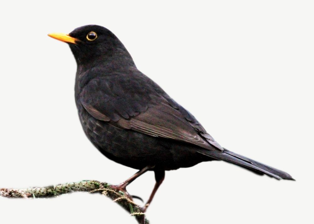 Common blackbird, animal collage element psd