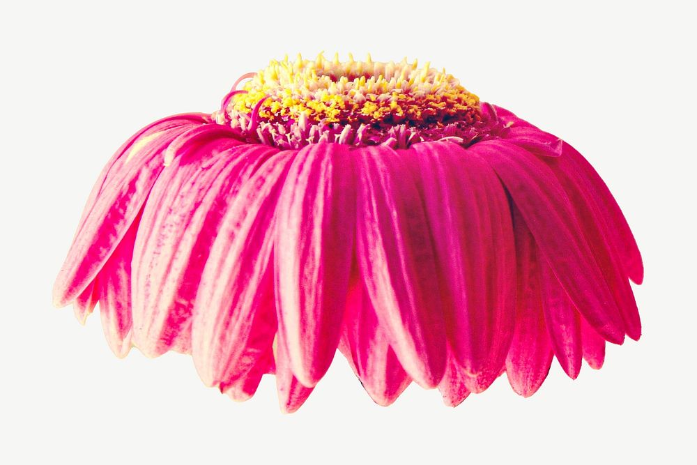 Pink gerbera flower collage element psd