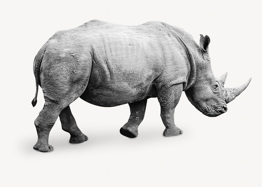 Rhino animal collage element, isolated image