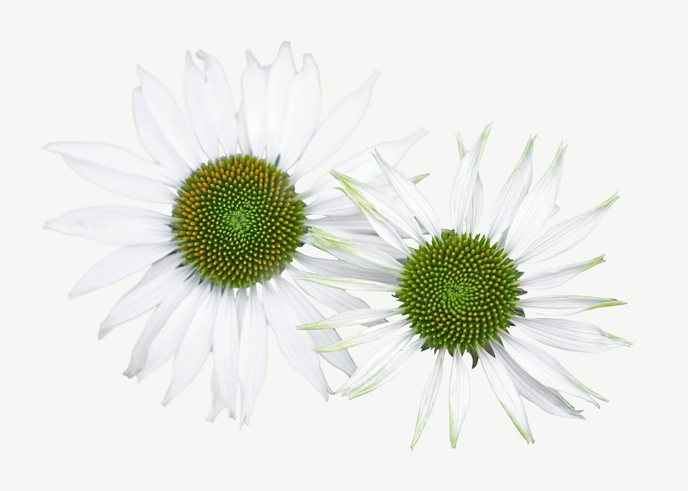 White daisy flower collage element psd