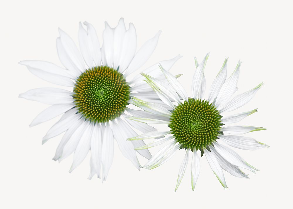 White daisy flower, isolated botanical image