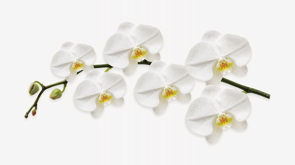 Moth orchid collage element, isolated image