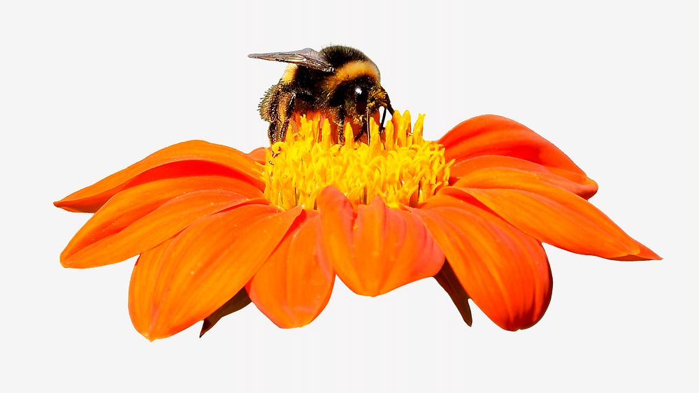 Bumblebee & orange flower collage element, animal isolated image
