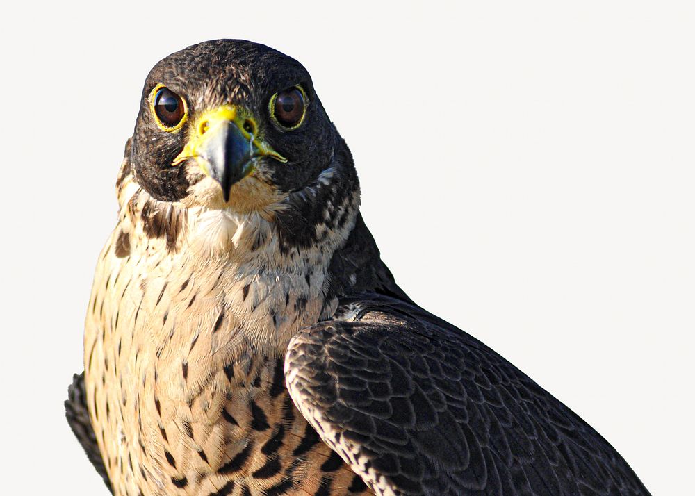 Hawk bird, isolated animal image