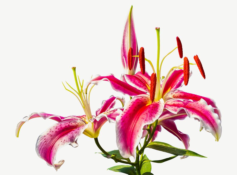 Stargazer lily flower background, botanical image psd