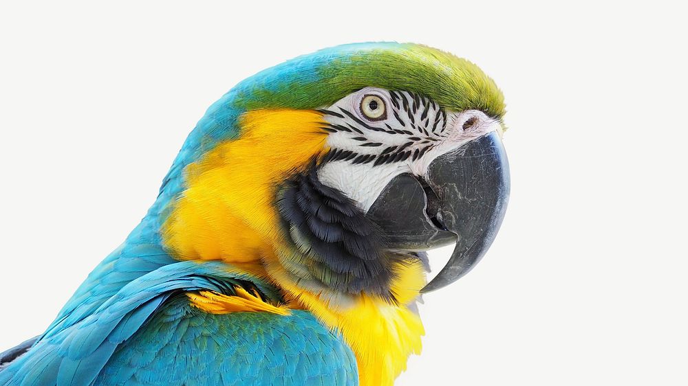 Macaw parrot, animal collage element psd
