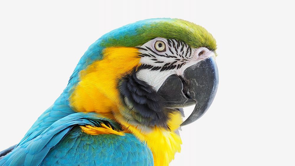 Macaw parrot, isolated animal image