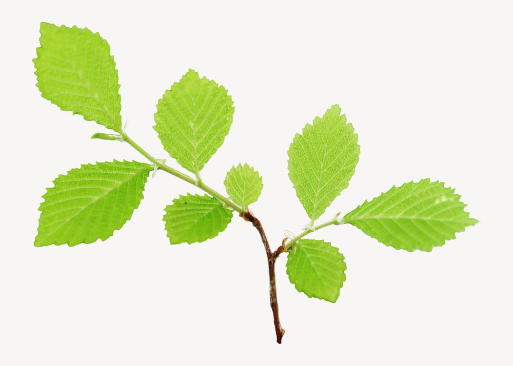 Leaf branch, isolated botanical image
