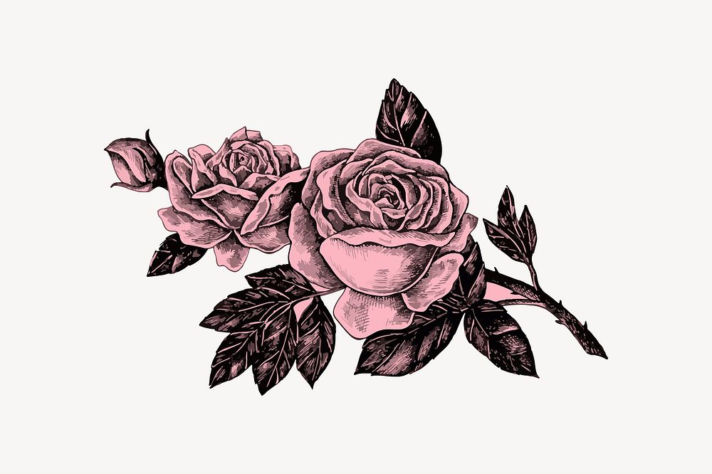 Vintage rose flower illustration vector