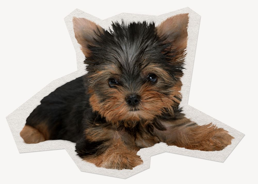 Yorkshire Terrier puppy, pet paper cut isolated design