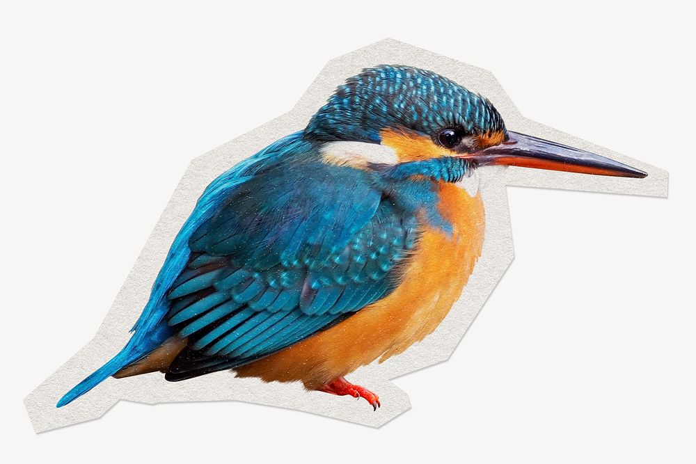 Common kingfisher paper cut isolated design