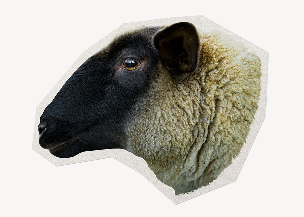 Sheep farm animal  paper element with white border