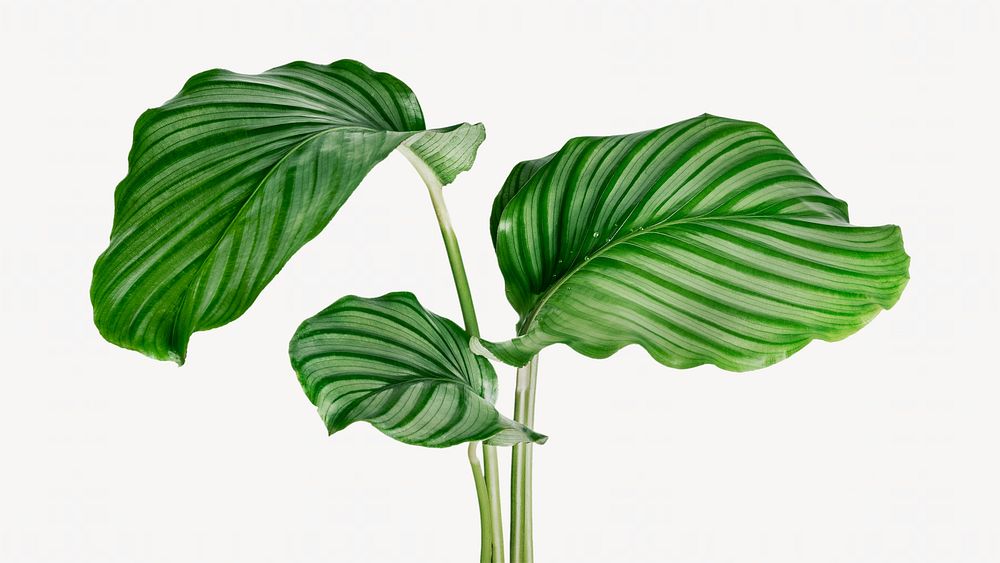 Aesthetic calathea plant isolated image