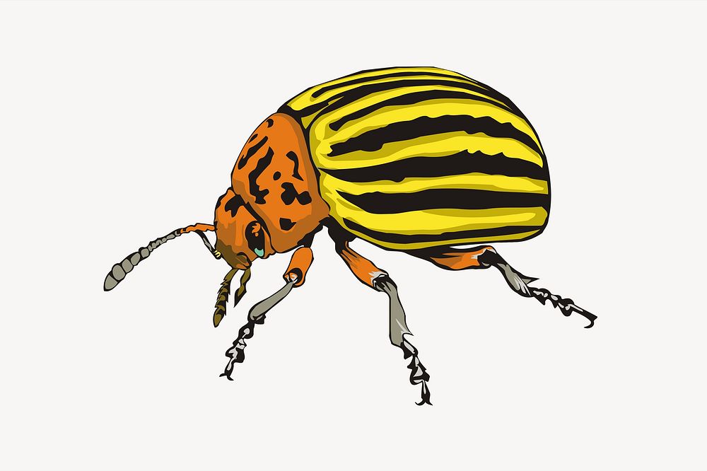 Potato beetle illustration. Free public domain CC0 image.