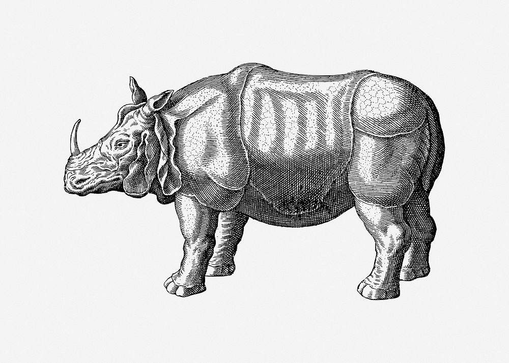 Rhinoceros illustration. Free public domain CC0 image.