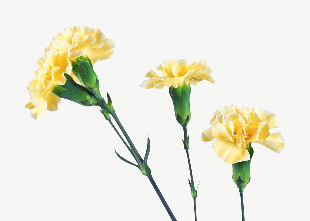 Yellow carnation flower collage element psd