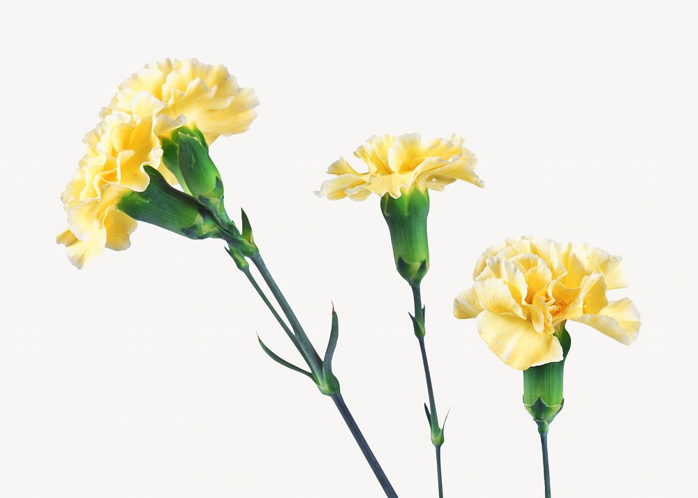 Yellow carnation flower, isolated botanical image