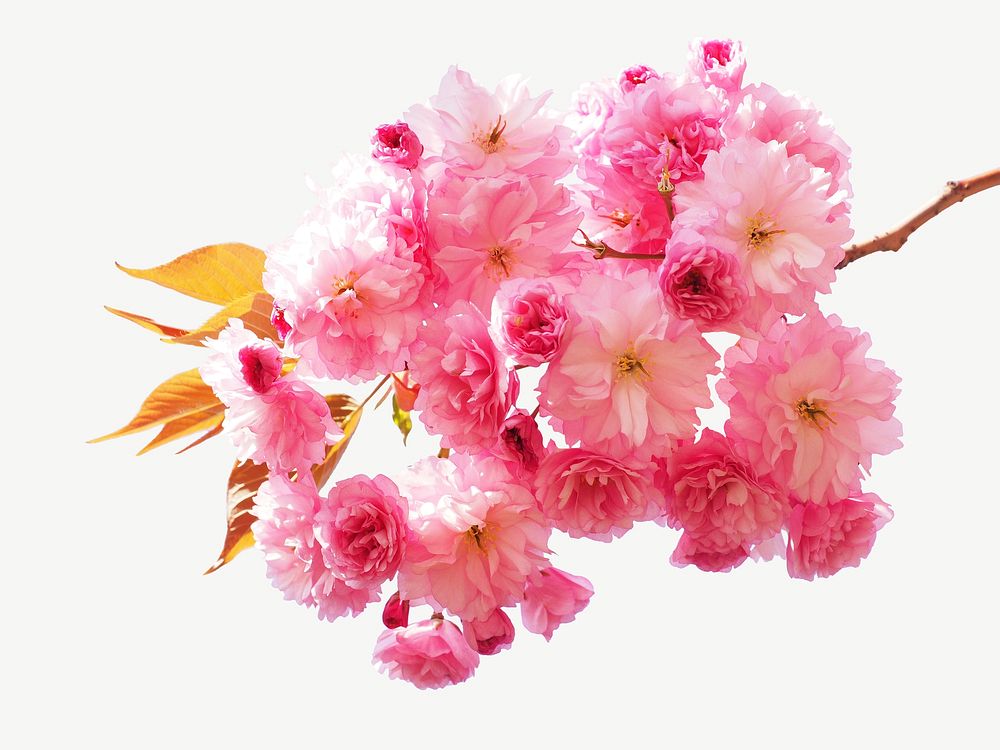 Cherry blossom collage element, isolated image psd