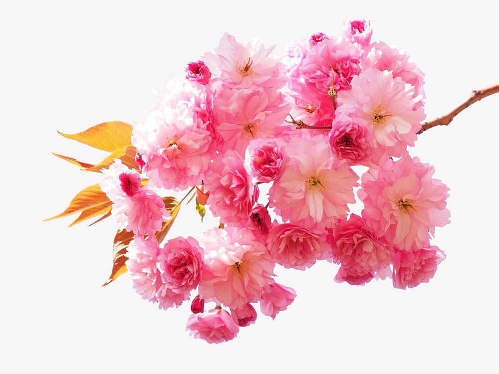 Cherry blossom collage element, isolated image