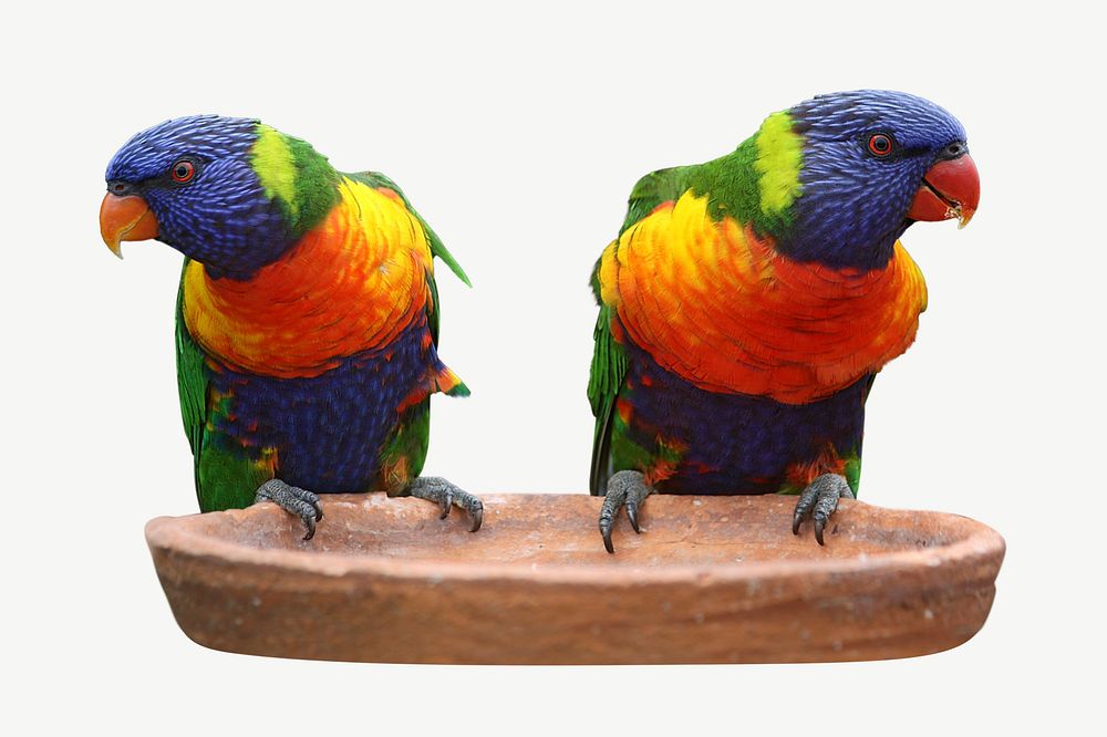 Rainbow lorikeet parrot, animal collage element psd