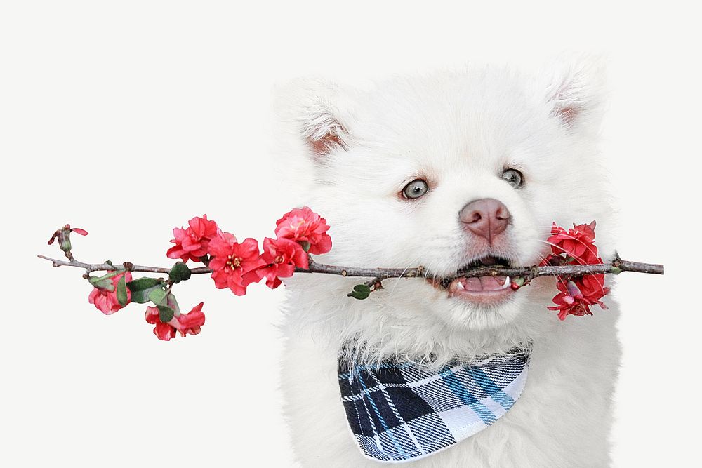 Cute dog holding flower animal collage element psd
