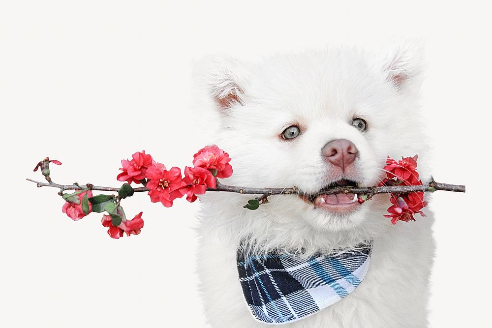 Cute dog holding flower animal collage element, isolated image