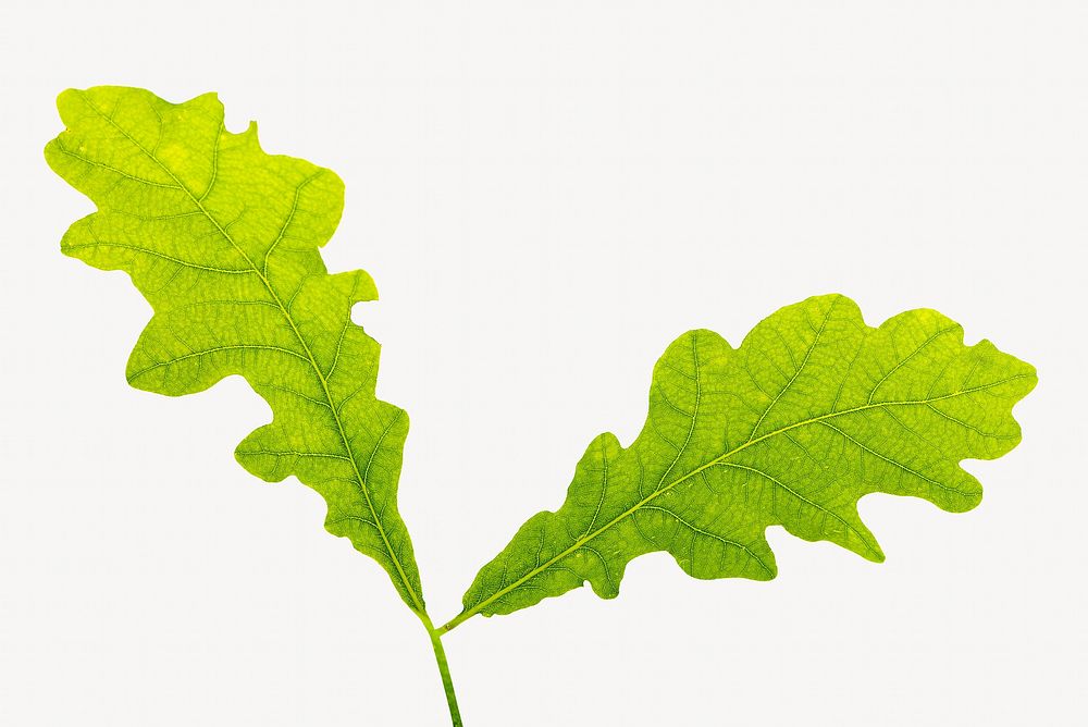 Green oak leaf, isolated botanical image