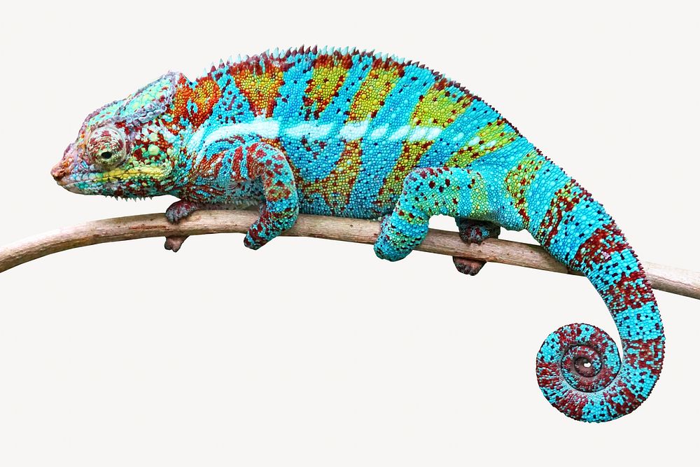 Chameleon animal collage element, isolated image